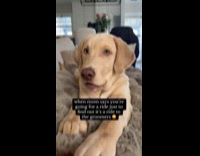 Dog about to go to the groomers 