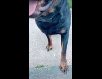 Camera moves up on cute black dog 