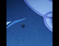 Tiny spider flips upside down when poked