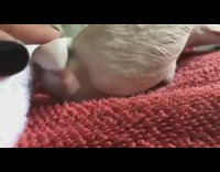 Bird on the bed gets petted on the head