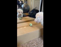 Dog discovers own reflection on mirror