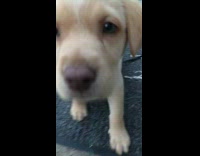 Dog puppy rest doormat Bruno Mars music