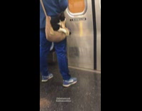 Collab Subway Creatures - Guy in Blue Carries Cat in Bag 