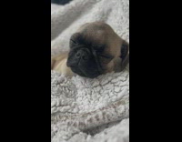 Pug Pup Falls Asleep on Cotton Blanket