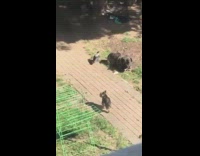 Bird pecks dog butt while laying down