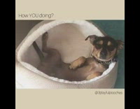 How YOU Doing Brown Dog Lays In Bed