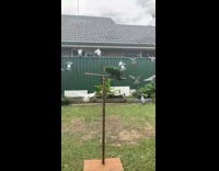 Guy scares pigeons away parrot mad 