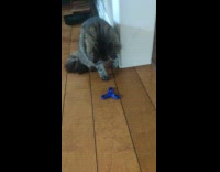 Cat spins blue fidget spinner on floor