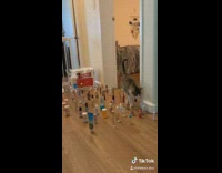 Cat versus dog avoid obstacles