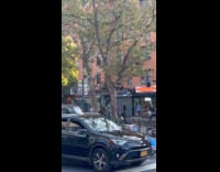 Mans pole for begging stuck on tree