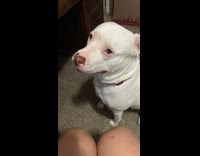 Dog crying because owner is sowing toy back 