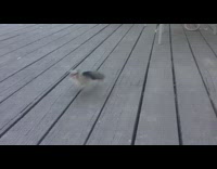 Girl sitting on porch hand feeds bird 