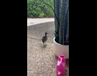 Magpie bird roams around the house yard