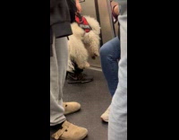Dog being carried like bag on subway