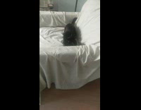 Black cat jumps from table to chair 