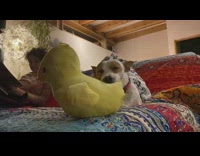 Sleepy dog bite bird stuffed toy sway