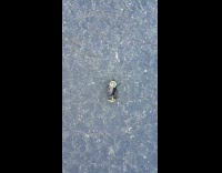 Two bees wasps mate asphalt ground car