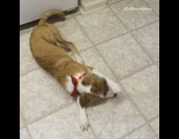 Dog plays peek-a-boo