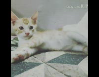 Three kittens play with each other orange