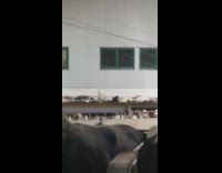 Cow makes face on the cow milking conveyor belt