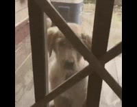 Compilation golden retriever puppy dog grows up 