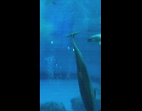 Dolphin poop discharge in aquarium brown liquid