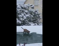 Brown cat melts snow on pool cover 