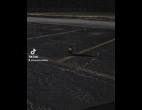 Guy honks and scares cat and comes back to apologize 