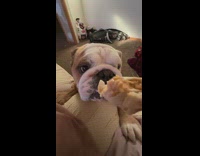 Pet dog reaches and eats burrito in slow motion