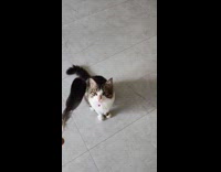 Cat jump and grab feather slow motion