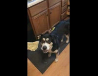 Dog bites chip and misses