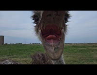 Ostrich pecks the camera in slow motion