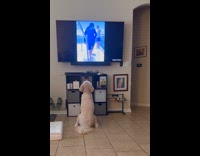Dog sits front of tv watches video