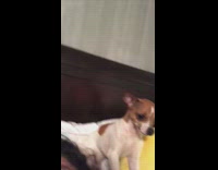 Growling chihuahua dog bites girl on bed