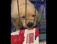 Golden retriever bites kong dog toy wrapper through shopping cart cage