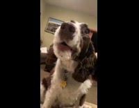 Dog howls back at human 