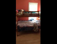 Dog tries jump off bed falls down