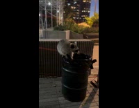 Racoon popping out from trash bin 