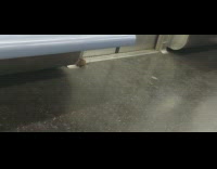 Rat trapped and wants to escape the subway train