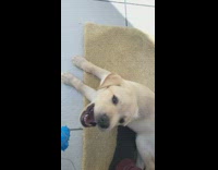 Golden puppy blue toy tied to rope 