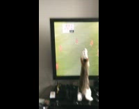 Kitten plays and catches ball on the television screen