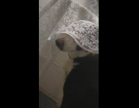 Black dog sits white curtain on head