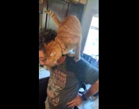 Cat climbs onto mans shoulder pt. 1 