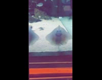 Collab BitchMP - Two clear smile stingrays