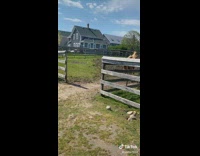 2 camels run toward camera 