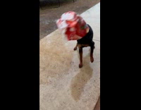 Dog with dog food sack on head