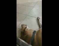 Brown dog howl sing with piano sound