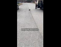 Groundhog follows woman to her house 