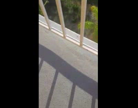 Collab BitchMP - Pigeon fly drop chases candy corn