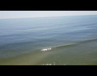 Aerial drone footage of wo dolphins on the ocean 